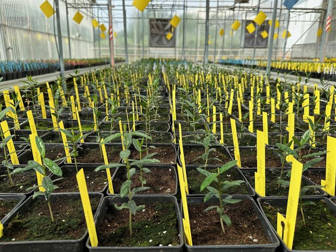 Archivo - Variedades de olivo en un invernadero.