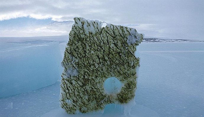A parte inferior de um bloco de gelo recortado de 2 m de espessura coberto com algas marinhas geladas, colocado no gelo marinho em McMurdo Sound, Antártica.