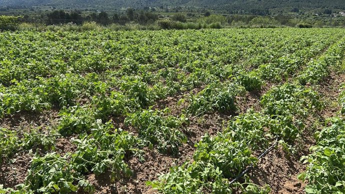 Cultuvos afectados por el granizo en la Vall d'Albaida