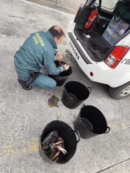 La Guardia Civil interviene 55 kilos de bogavante capturados ilegalmente.