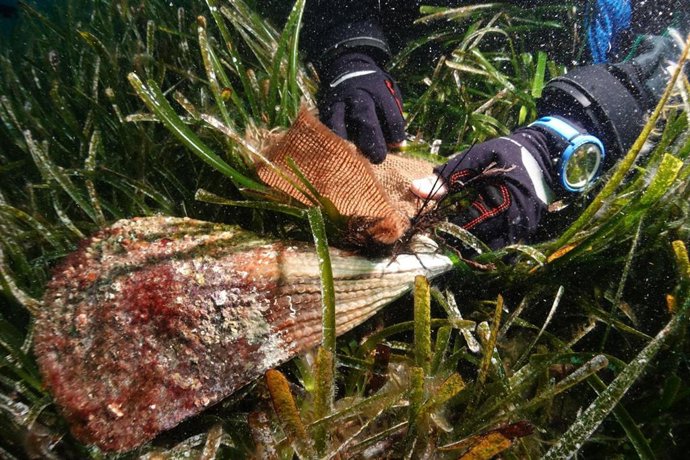 Imagen de la reintroducción de un ejemplar resistente de nacra en Cabrera.