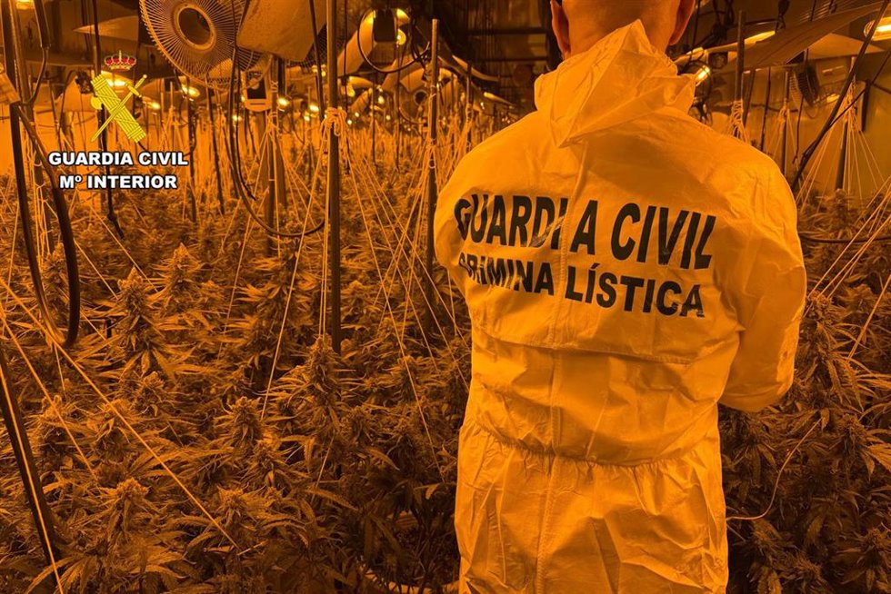 Plantación interior de marihuana.