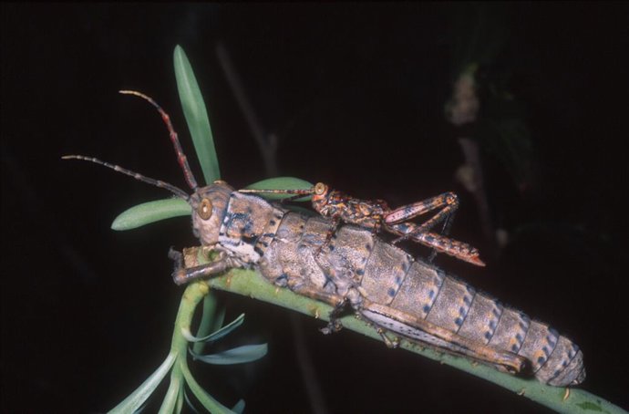 Cigarrón de palo de Tenerife