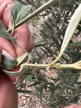Insectos adultos de algodoncillo en un olivo de Villanueva del Arzobispo.