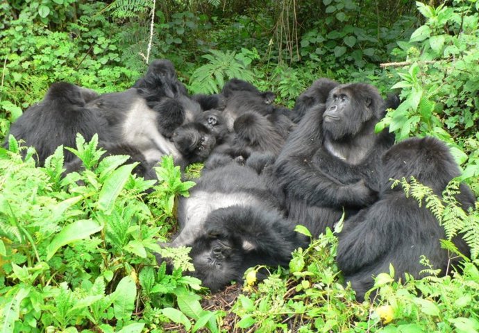 Una familia de gorilas de montaña descansa junta en el Parque Nacional de los Volcanes, Ruanda. Descansar en contacto físico es un indicador de estrechas relaciones sociales y tolerancia entre los gorilas.
