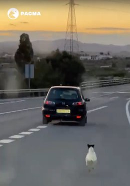 Un perro persigue a un coche tras un presunto abandono en Mojácar (Almería).
