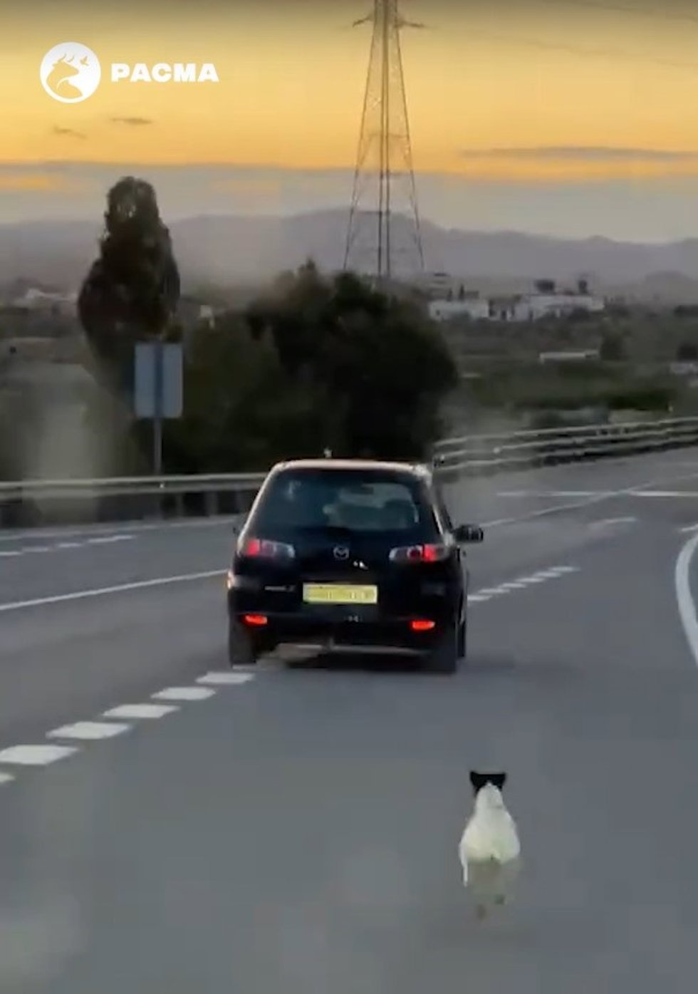 Un perro persigue a un coche tras un presunto abandono en Mojácar (Almería).