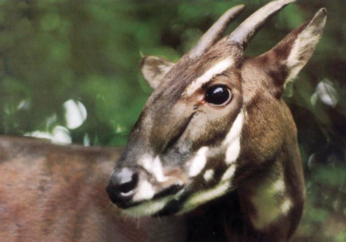 A saola (Pseudoryx nghetinhensis), uma espécie rara e ameaçada de extinção, não é vista na natureza desde 2013.