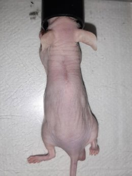 Trabajo con modelo animal para la creación de BT Skin