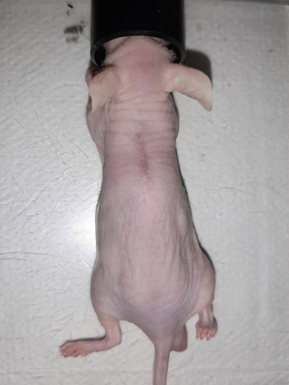 Trabajo con modelo animal para la creación de BT Skin