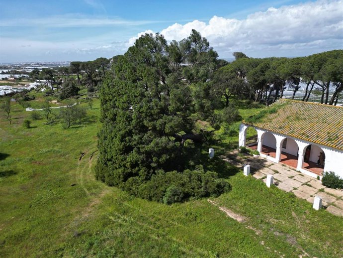 Archivo - Imagen del pino de Fuentepiña de Moguer (Huelva), caído tras ser afectado por un tornado.