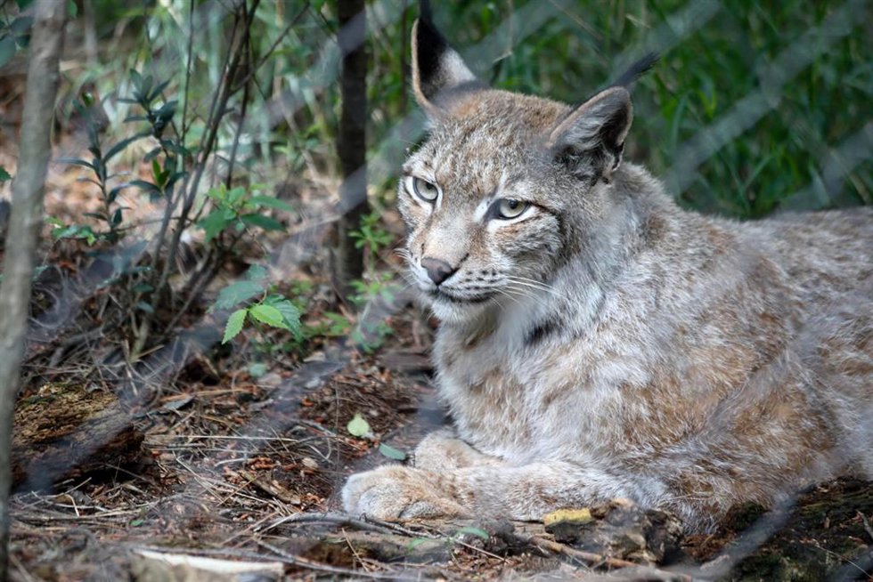 Archivo - Un de los lince boreal del Zoo de Guadalajara.