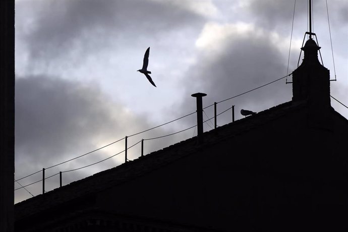 Una gaviota vuela junto a la chimenea por la que saldrá la fumata blanca.