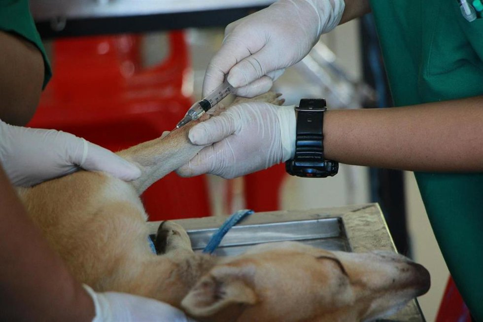 PACMA apoyará las protestas de los veterinarios contra la Ley del Medicamento veterinario.