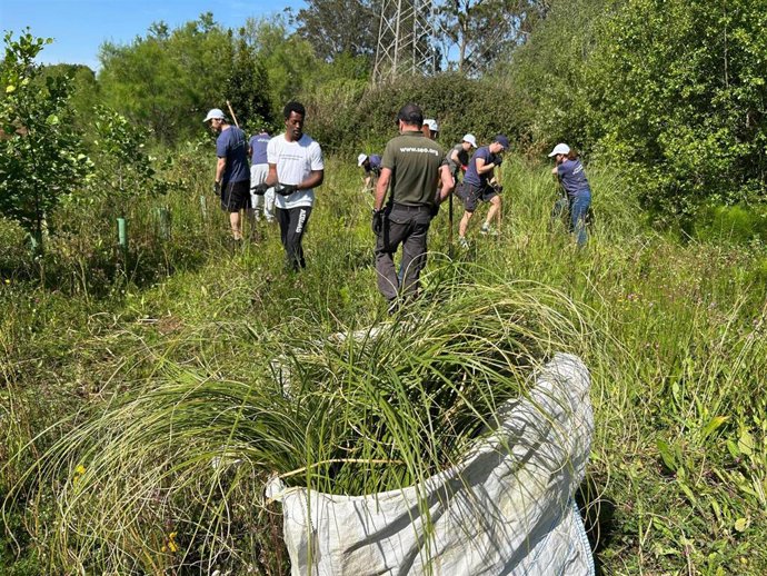 SEO/BirdLife inicia la SEI2025 con un voluntariado de eliminación de plumero con EDP en la ría de Solía (Astillero, Cantabria).