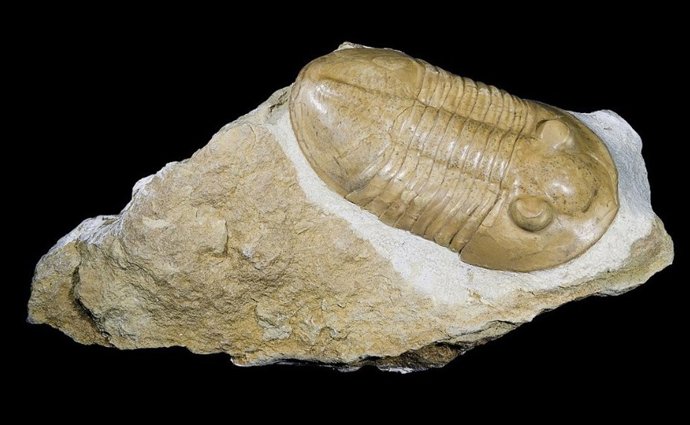 Fósíl de trilobites