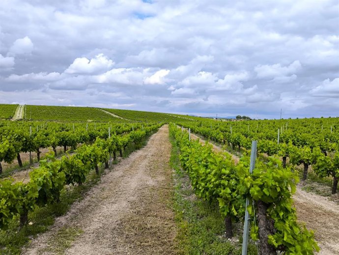 Viñedos.