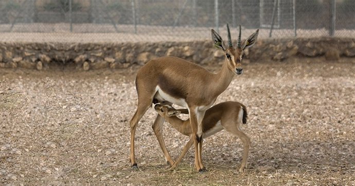 Archivo - Ejemplares de gacela Cuvier en la Finca Experimental de la EEZA-CSIC. 