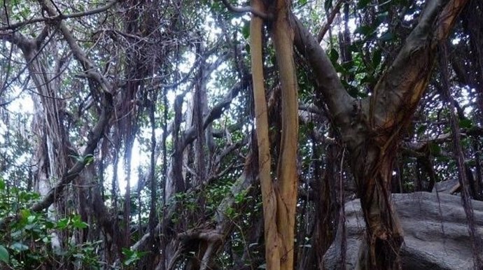 Lianas proliferan en un bosque tropical