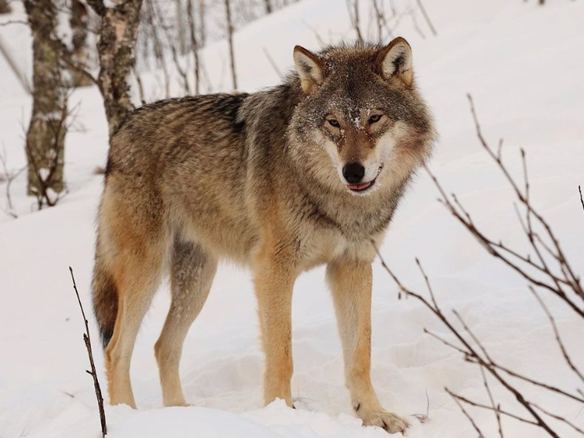El secretario de Estado de Medio Ambiente alerta a Galicia, Cantabria y Asturias sobre la caza  automática  del lobo