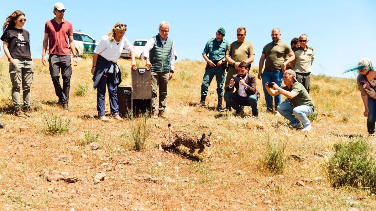 Vírgula, hembra de lince que encendió la luz en la Sierra de Matachel en pleno apagón mientras España se fundía a negro