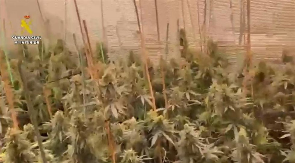 Imagen de la plantación intervenida por la Guardia Civil durante la operación.