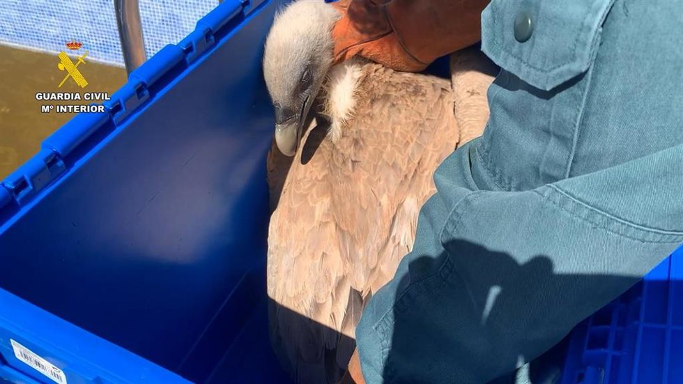 Rescatado un buitre leonado atrapado en una piscina vacía en Ibi