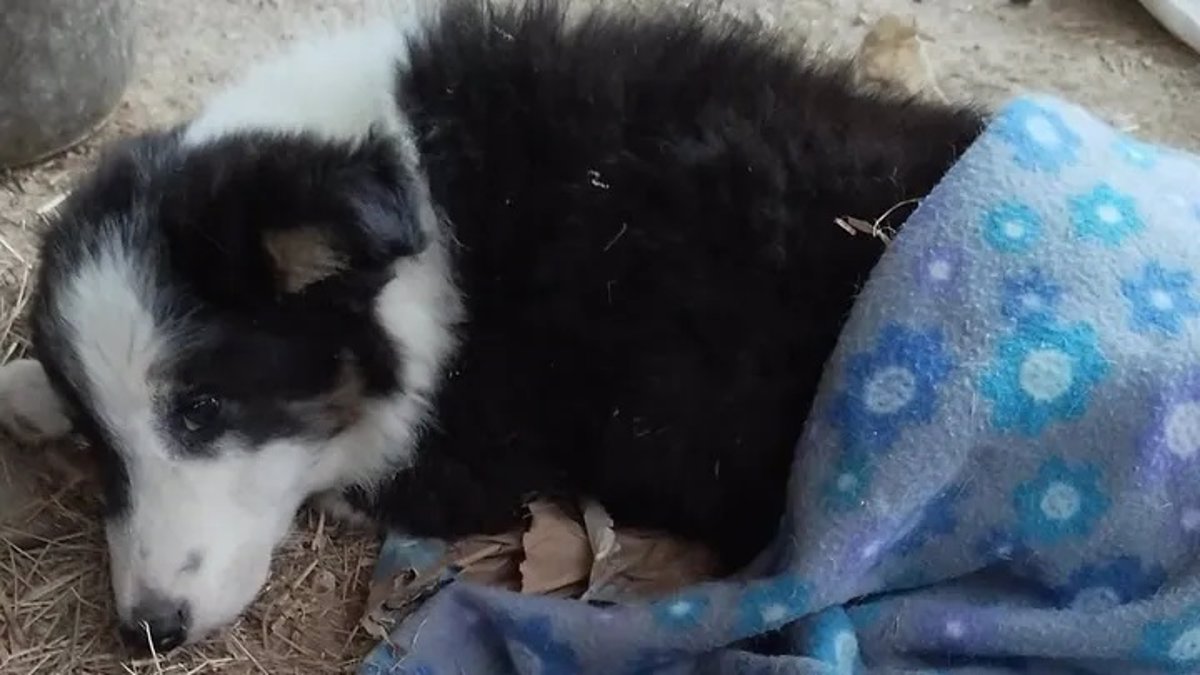Una protectora cántabra inicia una colecta urgente para salvar la vida de un cachorro atropellado en Buelna