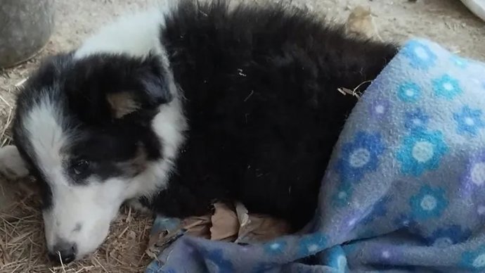 Una protectora cántabra inicia colecta urgente para salvar la vida de un perro atropellado en Buelna