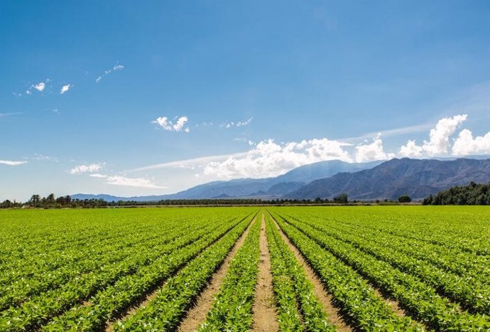 El calor y la sequía están dañando silenciosamente el rendimiento de los cultivos a nivel mundial