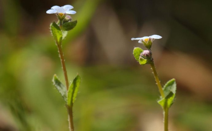 Primer plano de la especie vegetal 'Nomevés', redescubierta en Sevilla tras 42 años dada por extinguida.