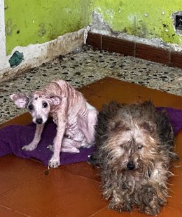 Dos perros rescatados por la Policía Local de Algeciras y que estaban en situación de abandono