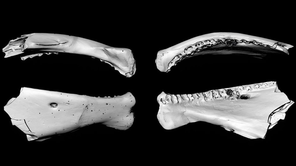 Reconstrucciones digitales a partir de tomografías computarizadas de Archaeosiilik gilmulli, un pez prehistórico similar al lucio, incluidas vistas del dentario ventral, dorsal, lateral, medial y sinfisario.