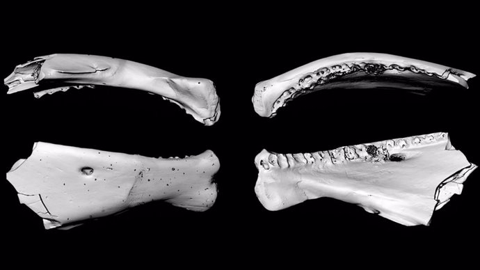 Reconstrucciones digitales a partir de tomografías computarizadas de Archaeosiilik gilmulli, un pez prehistórico similar al lucio, incluidas vistas del dentario ventral, dorsal, lateral, medial y sinfisario.