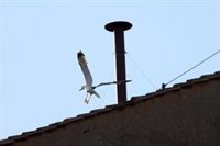 Los 133 cardenales electores volverán a la Capilla Sixtina este jueves tras la primera fumata negra