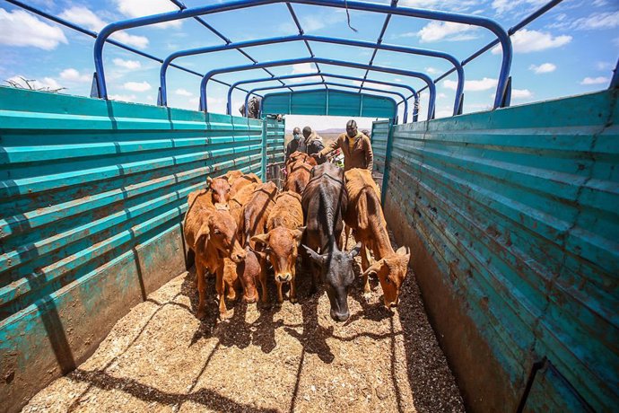 Archivo - November 4, 2022, Kajiado, Kenya: Weak and emaciated cows are being loaded on a truck after they were bought at the livestock market in Ilbisil settlement. Kenya is experiencing the worst drought in 40 years due to the continued failed rain seas