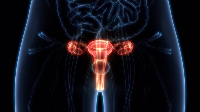 Archivo - Ovarios. Sistema reproductor femenino.