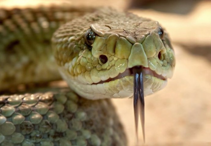 Archivo - Serpiente venenosa