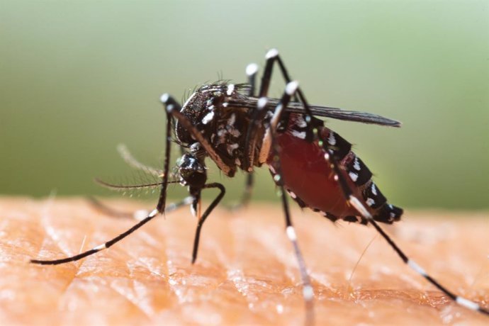 Archivo - Arquivo - Tiger mosquito