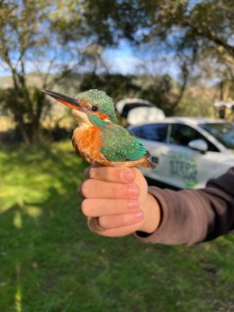 El día 11 de mayo habrá una nueva sesión de anillamiento científico en Tina Menor