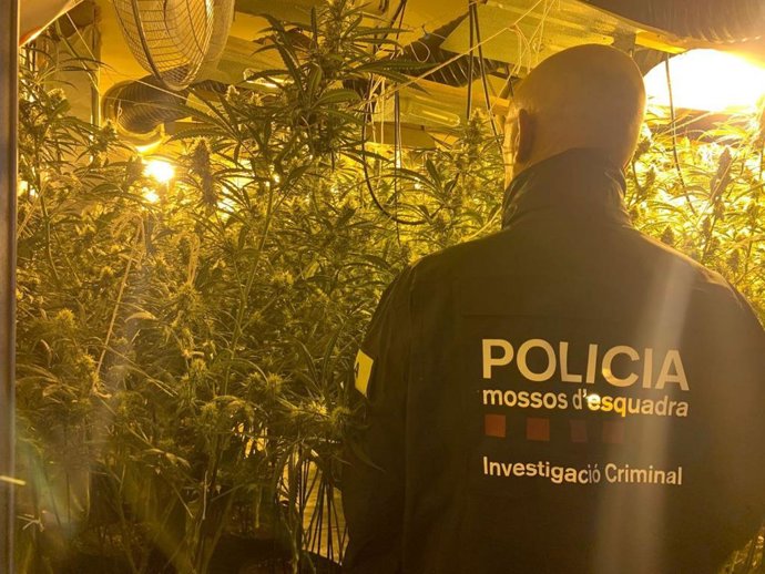 Detienen a cuatro hombres implicados en una plantación de marihuana en Bellvís (Lleida)