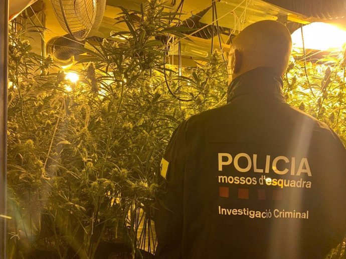 Detenen quatre homes implicats en una plantació de marihuana a Bellvís (Lleida)