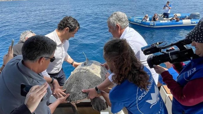 La tortuga Nuca, rescatada en el puerto de Torrevieja (Alicante), vuelve al mar tras recuperarse en el Oceanogràfic