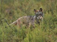El PP consigue rebajar en el PE la protección del lobo y asegura el control poblacional para salvaguardar el medio rural