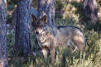 La Junta celebra la votación del Parlamento Europeo sobre el lobo y asegura que recuperará la capacidad de gestión