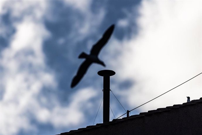 07 May 2025, Vatican, Vatican City: Seagulls fly past the chimney of the Sistine Chapel during the Papal Conclave to elect the successor of late Pope Francis. Photo: Oliver Weiken/dpa