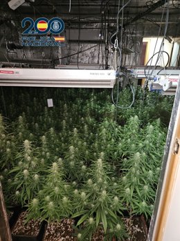 Plantación de marihuana 'indoor' intervenida por la Policía Nacional en Talavera de la Reina.