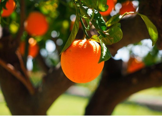 Imagen de una naranja.