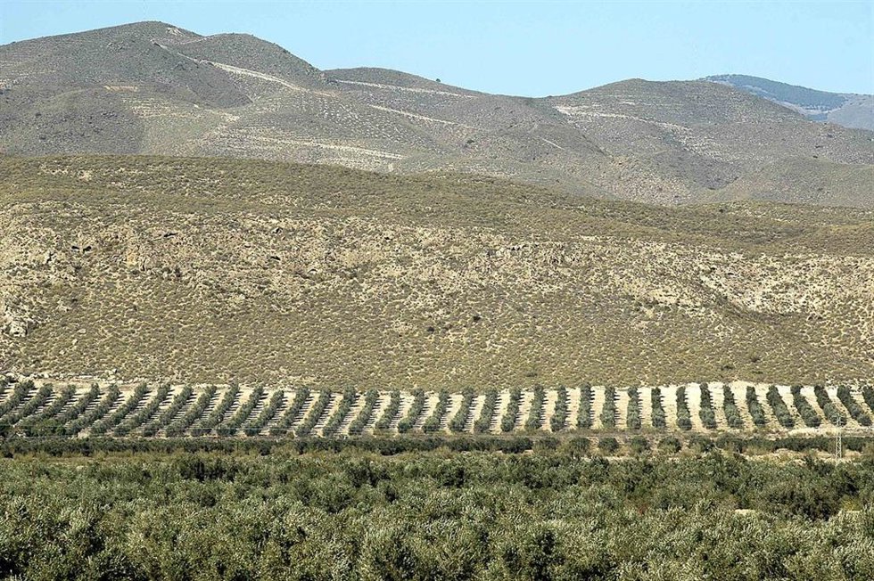 Archivo - Cultivos en zona montañosa.