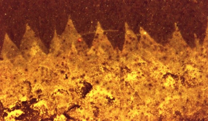 Shishania aculeata no es un molusco sino un ancestro de las esponjas